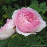 Madame Pierre Oger - Shrub Rose