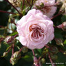 Madame Piere Oger - Bourbon shrub rose