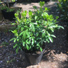 Choisya ternata - 10ltr pot