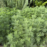 Cola Plant (11cm)