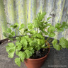 Coriander (11cm)