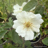 Moonlight - Shrub Rose