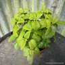 Lemon Balm variegated (11cm)