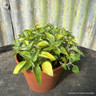 Marjoram 'Gold Tip' (11cm)