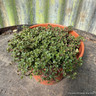 Thyme 'Caborn Wine and Roses' (11cm)