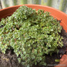 Thyme 'Minimus' (11cm)