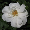 Nevada - Shrub Rose