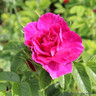 Roseraie de L'Hay - Shrub Rose