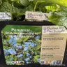 Brunnera macrocephala 'Alexanders Great' 1ltr