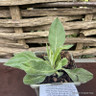 Centaurea montana (Cornflower) 1ltr pot