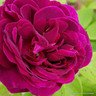 Tuscany Superb - Shrub Rose