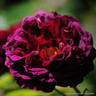 Tuscany Superb - Shrub Rose