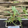 Gaura lindheimeri 'Summer Breeze' 1ltr pot