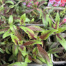 Gaura lindheimeri Rosy Jane 1ltr pot