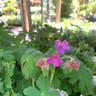 Geranium macrorrhizum 'Czakor' 1ltr