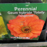 Geum hybrida 'Totally Tangerine' 1ltr pot