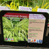 Hakonechloa macro Aureola (Grass) 1ltr pot