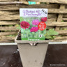 Knautia macedonica 'Melton Pastels' 1ltr pot