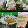 Leucanthemum x superbum Real Neat 1ltr pot