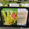 Lupin 'Chandelier' (Lupinus) 1ltr pot