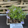 Phlox subulata Emerald Blue 1ltr pot