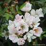Nozomi - Ground Cover Rose