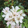 Nozomi - Ground Cover Rose