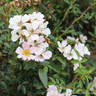 Nozomi - Ground Cover Rose