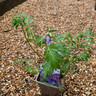 Polemonium heaven scent (Jacob's Ladder) 1ltr pot