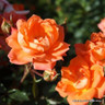 Ginger Nut - Patio rose