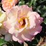 Peace - Hybrid Tea Rose