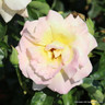 Peace - Hybrid Tea Rose