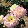 Peace - Hybrid Tea Rose