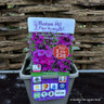 Erysimum 'Bowles's Mauve' 3ltr pot