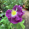 Rhapsody in Blue - Floribunda Rose