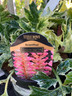 Acanthus 'Tasmanian Angel' - 2ltr pot