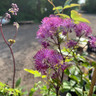 Thalictrum 'Black Stockings'- 3ltr pot