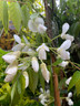 Wisteria venusta 'Alba'