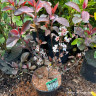 Prunus 'Crimson Dwarf' - 3L