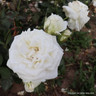 Silver Anniversary - Hybrid Tea Rose