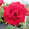 Summer Fragrance - Hybrid Tea Rose