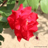 Summer Fragrance - Hybrid Tea Rose