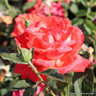 Super Star - Hybrid Tea Rose