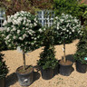 Standard Viburnum tinus