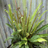 Blechnum spicant (Fern) M