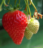 Strawberry ' Cambridge Favourite'