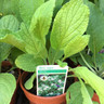 Borage white (11cm)