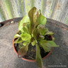 Chicory red variegated leaf (11cm)