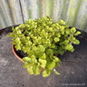 Marjoram - Golden (11cm)