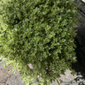 Geranium phaeum 5L